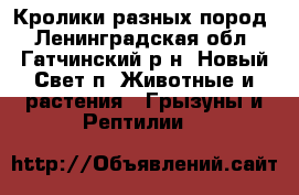 Кролики разных пород - Ленинградская обл., Гатчинский р-н, Новый Свет п. Животные и растения » Грызуны и Рептилии   